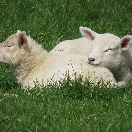 't Hof Der Witte Damen Veurne